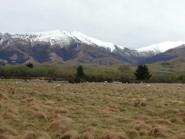 Between Fairlie and Tekapo