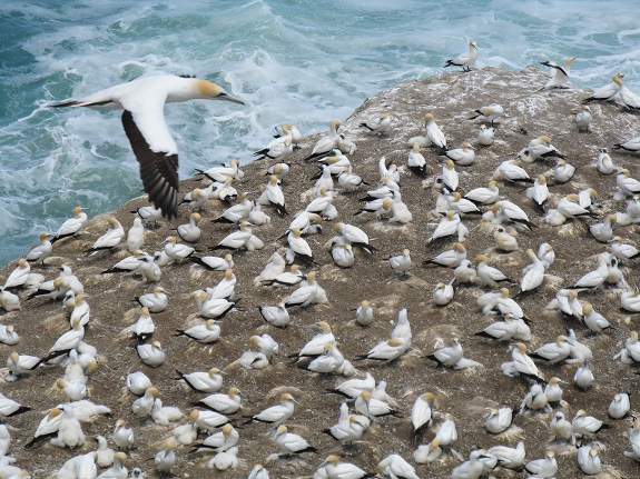 Birds Muriwai