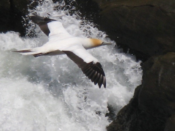 Gannet on the wing.