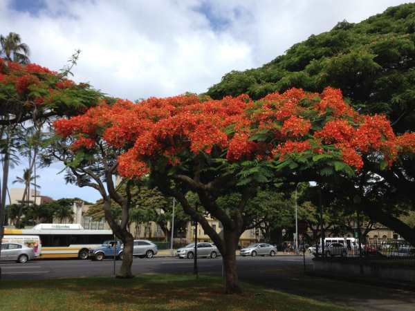 Poinciana